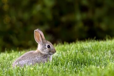 Nice Music and Cute Rabbits Eating Grass in the Park in London UK, June 2020