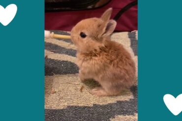 Giving some baby rabbits the best start in life