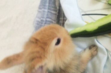 Rabbit Babies Cutest Baby