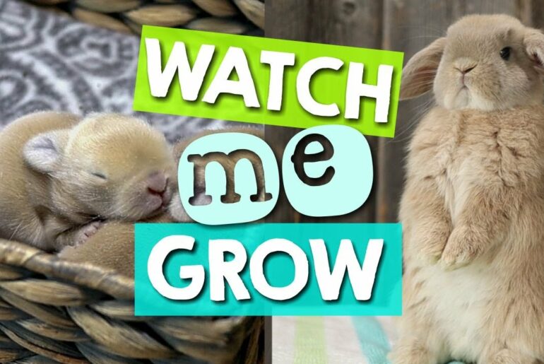 How Fast Does a Bunny Grow?  1 to 16 Weeks (Time-Lapse)