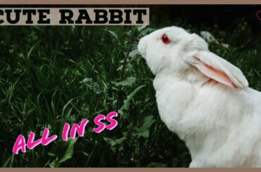 Cute Rabbit