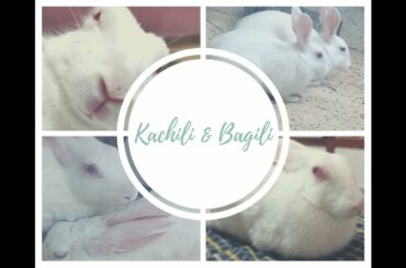 Rabbit mother and daughter duo: Introducing Kachili and Bagili!