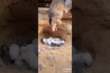 A small cute rabbit gives birth to beautiful rabbits