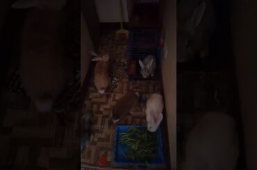 My cute bunny's 🐰🐰🐰