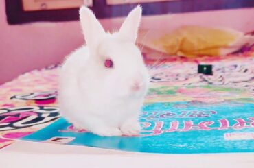 Cute rabbit video