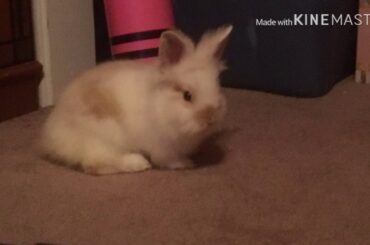 Meet my 8 week old baby bunny Milo!