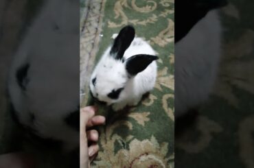Cute rabbit
