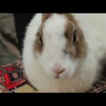 Funny and Cute Baby Bunny Rabbit Videos