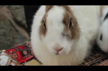 Funny and Cute Baby Bunny Rabbit Videos