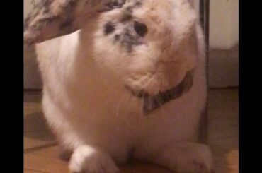THE CUTEST BUNNY WASHING HIMSELF :D