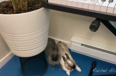 Baby Bunnies Sleeping While I Practice Piano