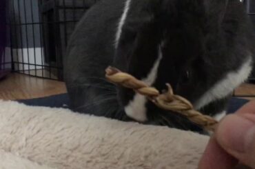 Cute Bunny Doesn’t Want to Play, Just Want Some Cuddles