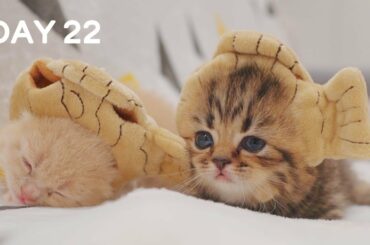 Day 22 - Baby Kittens Wearing Taiyaki Hat | Day 1 to Day 100 Kittens Grow Up Vlog
