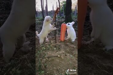 Cute rabbit and dog baby