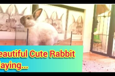 Beautiful Cute Rabbit Playing...