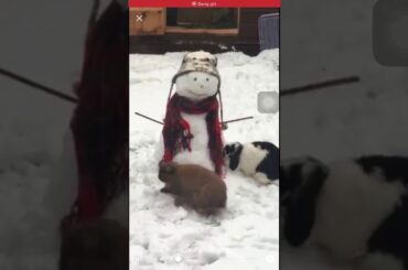 cute  rabbit  show  down his ' carrot