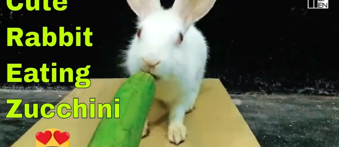 Rabbit eating Zucchini | Rabbit eating Courgette | Does rabbit likes zucchini ? Rabbit Eating ASMR