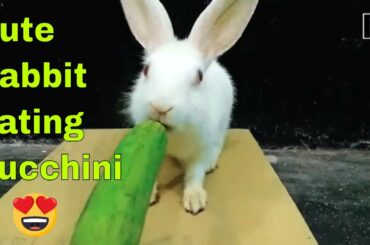 Rabbit eating Zucchini | Rabbit eating Courgette | Does rabbit likes zucchini ? Rabbit Eating ASMR