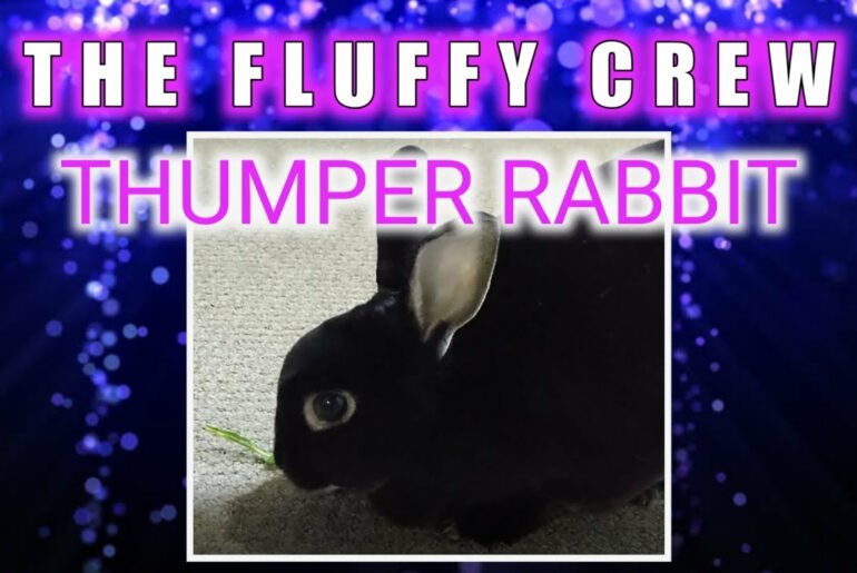 Rabbit Eating Salad | Thumper Rabbit Eating | The Fluffy Crew