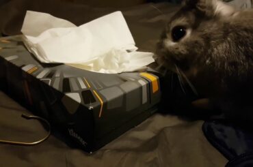 CUTE BUNNY RABBIT BEING ENERGETIC, PLAYFUL AND DESTRUCTIVE