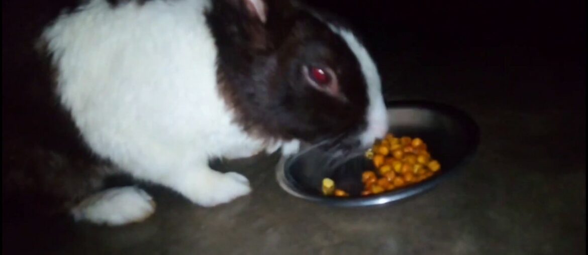 Rabbit eating sprouted gram | Cute Rabbit 🐇🐇 #ASMR