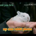 cute rabbit photos