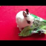 Baby bunny tries to open a bag of lettuce