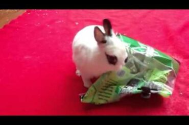 Baby bunny tries to open a bag of lettuce
