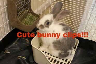 Cute bunny clips!