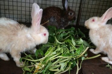 Daily Cute Rabbits Eating - Funny Baby Bunny Rabbit Videos #4 - Cute Rabbits Compilation 2020