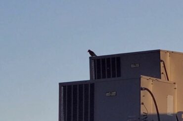 Woodpeckers, Parker and a bunny rabbit 🐇