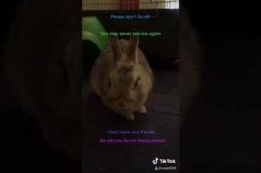 Cute bunny has no friends and asked to be your friend