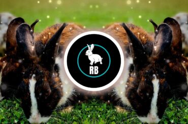 Bunny Sleep Music Relaxing Natural Stress and Anxiety Relief for Rabbits Pet Music