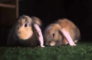 Bunnies eating -ASMR -The Cute rabbit experience