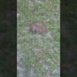 cute bunny rabbit bonus video