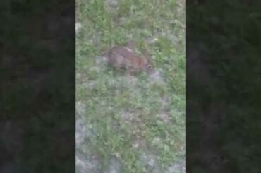 cute bunny rabbit bonus video