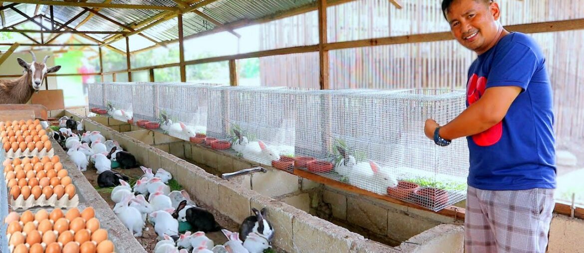 Harvesting Eggs & making a Rabbit cage using welded screen (Farm enclosure & Breeding pen update)