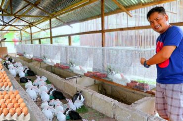 Harvesting Eggs & making a Rabbit cage using welded screen (Farm enclosure & Breeding pen update)