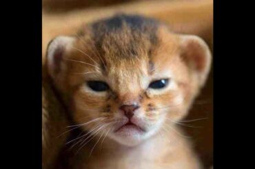 Cute Kittens Doing Funny Things - Cutest Abyssinian Kittens Compilation