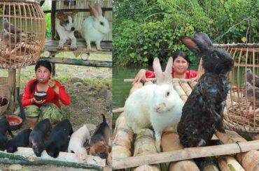 Survival Skills | Smart woman finding food for rabbit & ​​​​​​​​baby dogs | ​​​​​​​​baby dog