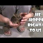 Our UNEXPECTED Experience  With a Wild Baby Bunny