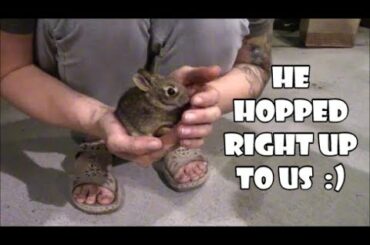 Our UNEXPECTED Experience  With a Wild Baby Bunny