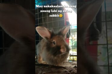 Rabbit - A funny and cute bunny