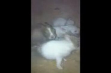 The Cutest Newborn Baby Bunny