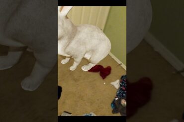 Playing with a ar bunny 🐰 so cute!