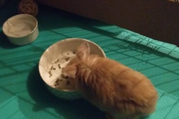 BUNNY NIGHT TIME ROUTINE/ CUTE BUNNY