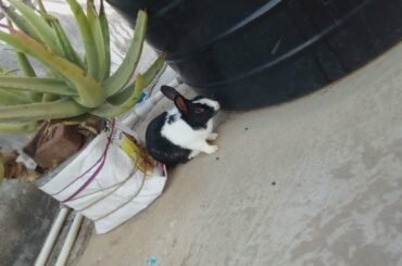 Rabbit random video | Cute Rabbit 🐇 ASMR