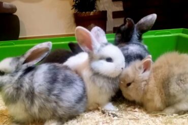 Baby bunny Neytiri  and her friends cat Wi