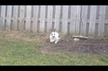 Cute rabbit in my Backyard
