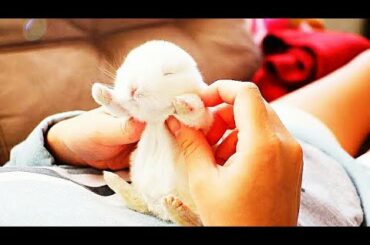 Funny and Cute Baby Bunny Rabbit Videos 🐇 Baby Animal Video Compilation 2020